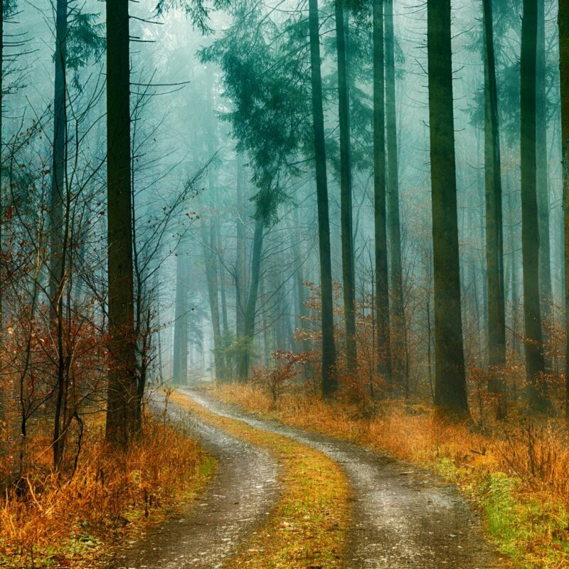 Image showcasing our blog's vibrant 'Poems About Life' category, featuring captivating poetry and prose by Vitaly, the Ukrainian Orphan, author of the book 'Vitaly', and other gifted poets.